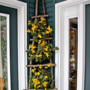 1 Ladder Forsythia 3