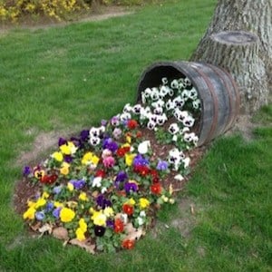 Overflowing Wine Barrel Planter Front Yard Landscaping