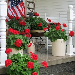 geraniums flag